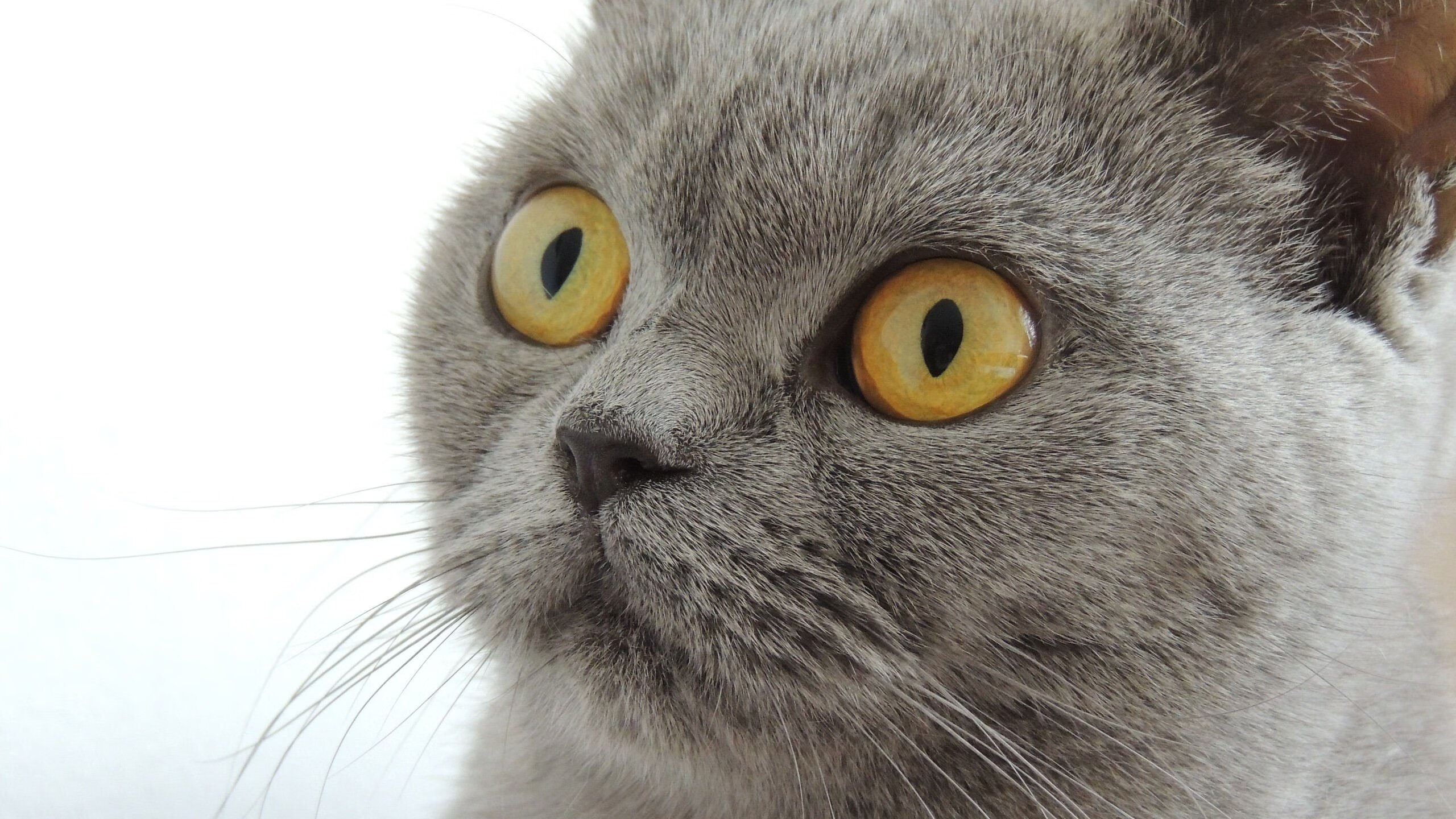 智能体测系统在校内体育测评中的应用成效分析，体测智能化