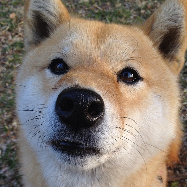 尤文通过欧洲排名晋级世俱杯，接替那不勒斯席位，尤文排行