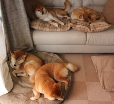 辽宁飞豹加强投篮训练提高命中稳定性，辽宁飞豹篮球俱乐部球员